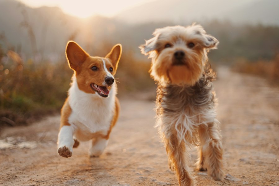 Cães ao ar livre