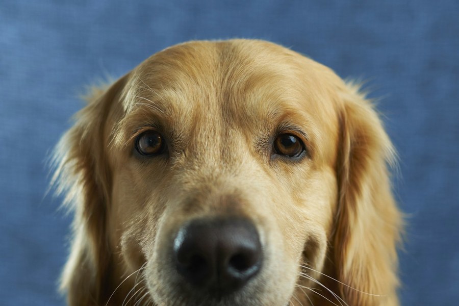 Golden retriever